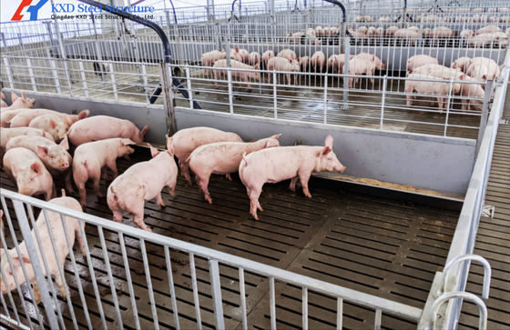 304 ステンレス鋼 豚飼料 畜産豚のための豚場設備
