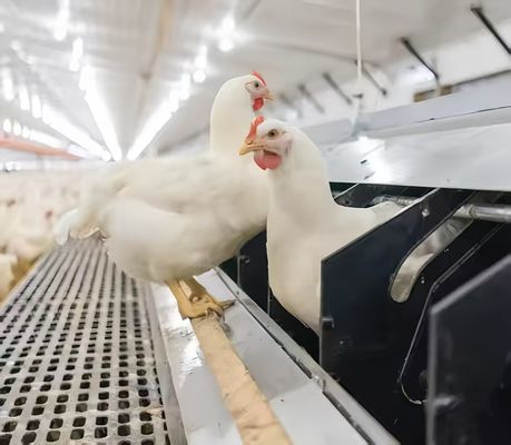 Εύκολο να τραβήξεις το κοτόπουλο πλαστικό πάτωμα, πουλερικά πλαστικό πάτωμα